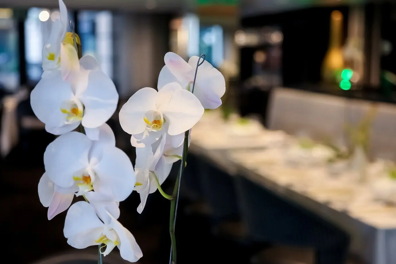 Detailaufnahme schöner weißer Orchideen an einem Veranstaltungsort.
